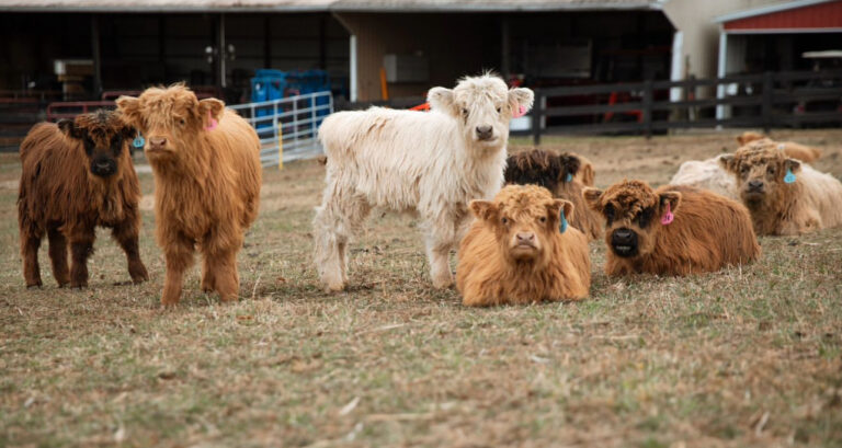 Bella-Female - Image 5