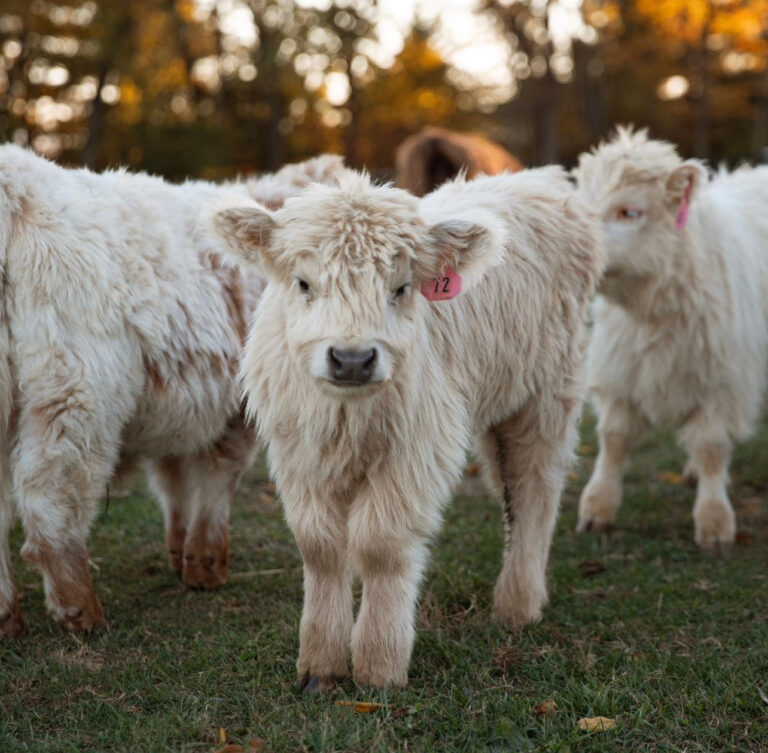 Bella-Female - Image 4