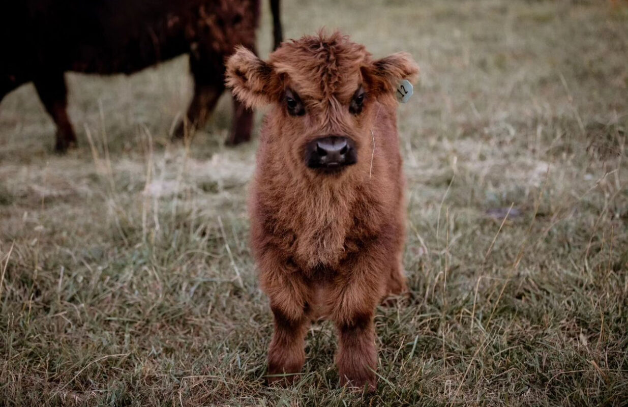 Toffee-(Male) - Image 4