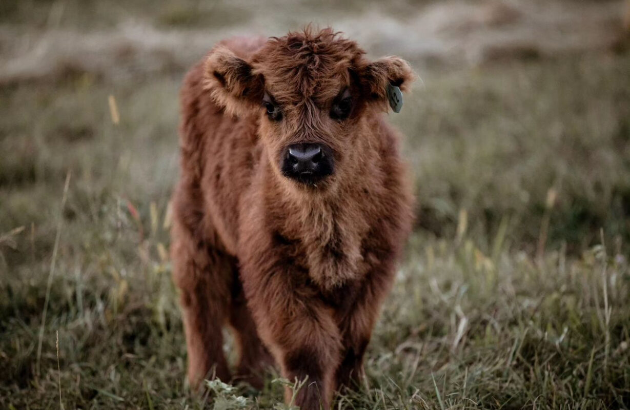 Toffee-(Male) - Image 5