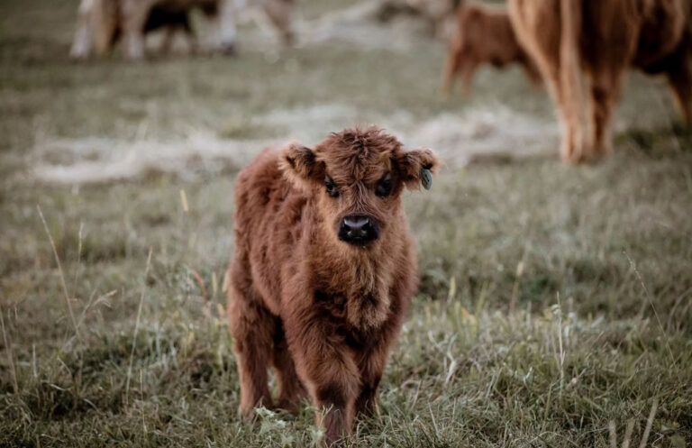 Toffee-(Male) - Image 3