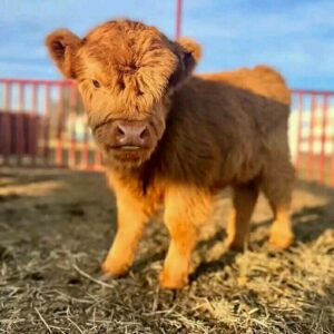 Buttercup Bean(Male)
